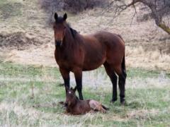 Paddys Gin Bay JW <BR>AQHA 5670543